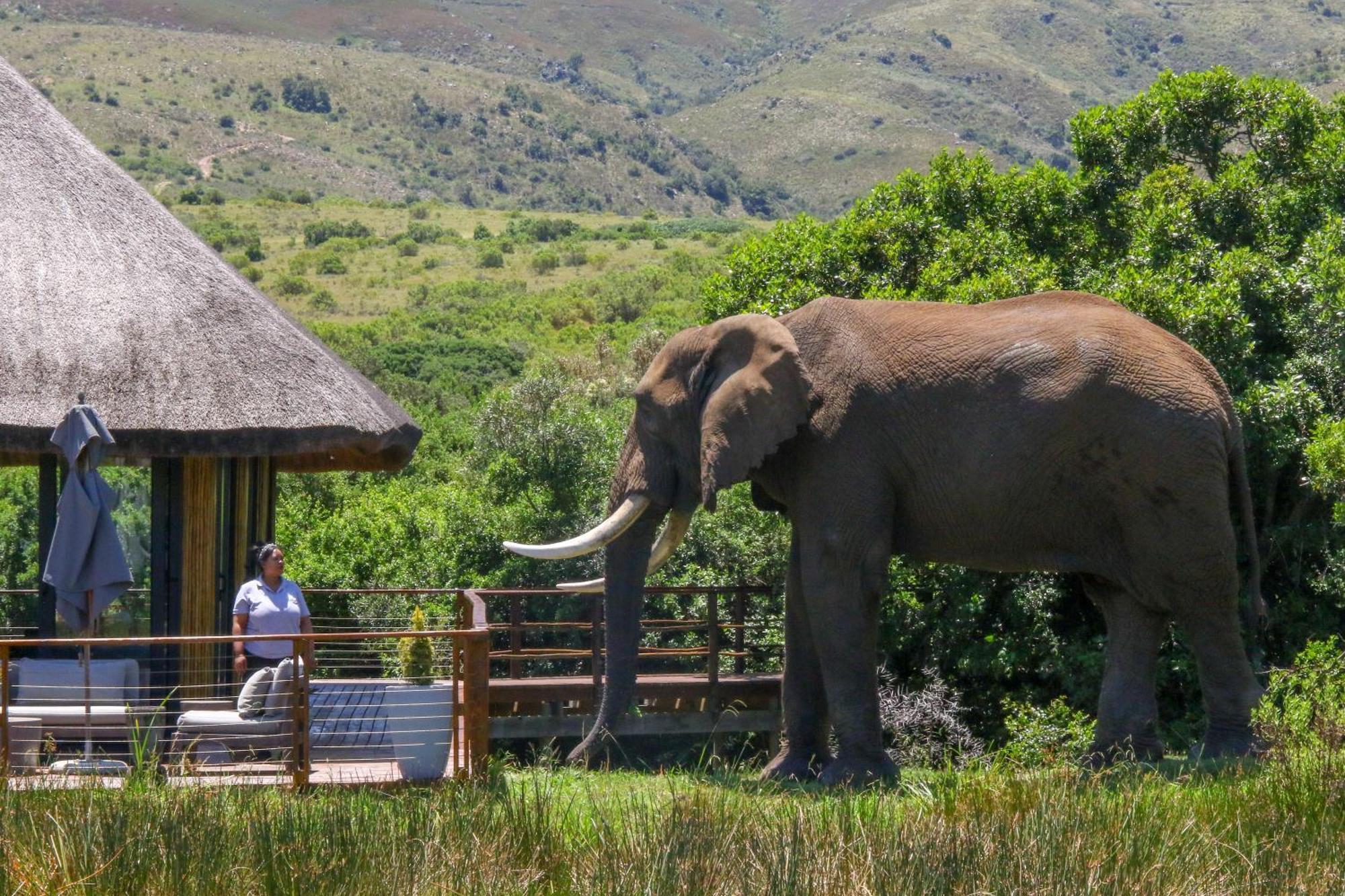 Barefoot Addo Elephant Lodge Екстер'єр фото